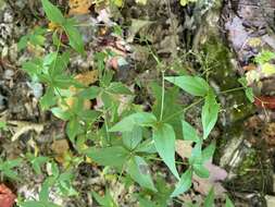 Imagem de Galium latifolium Michx.