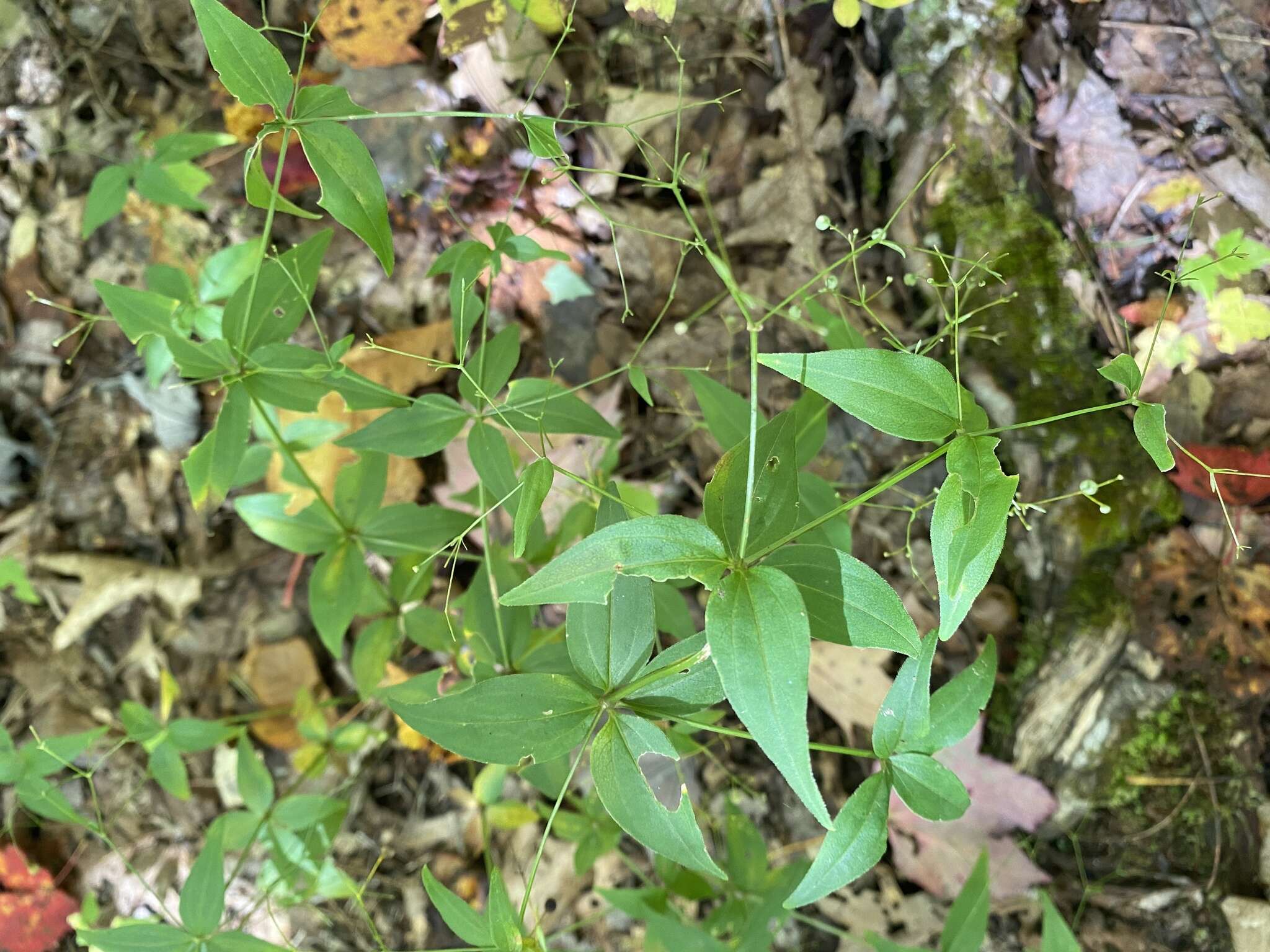 صورة Galium latifolium Michx.