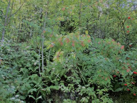 Image of Sorbus discolor (Maxim.) Maxim.