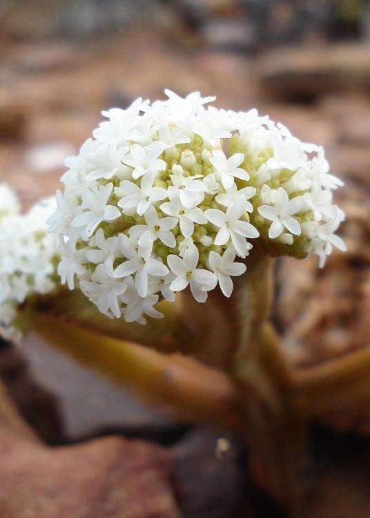 Image of Crassula pyramidalis Thunb.