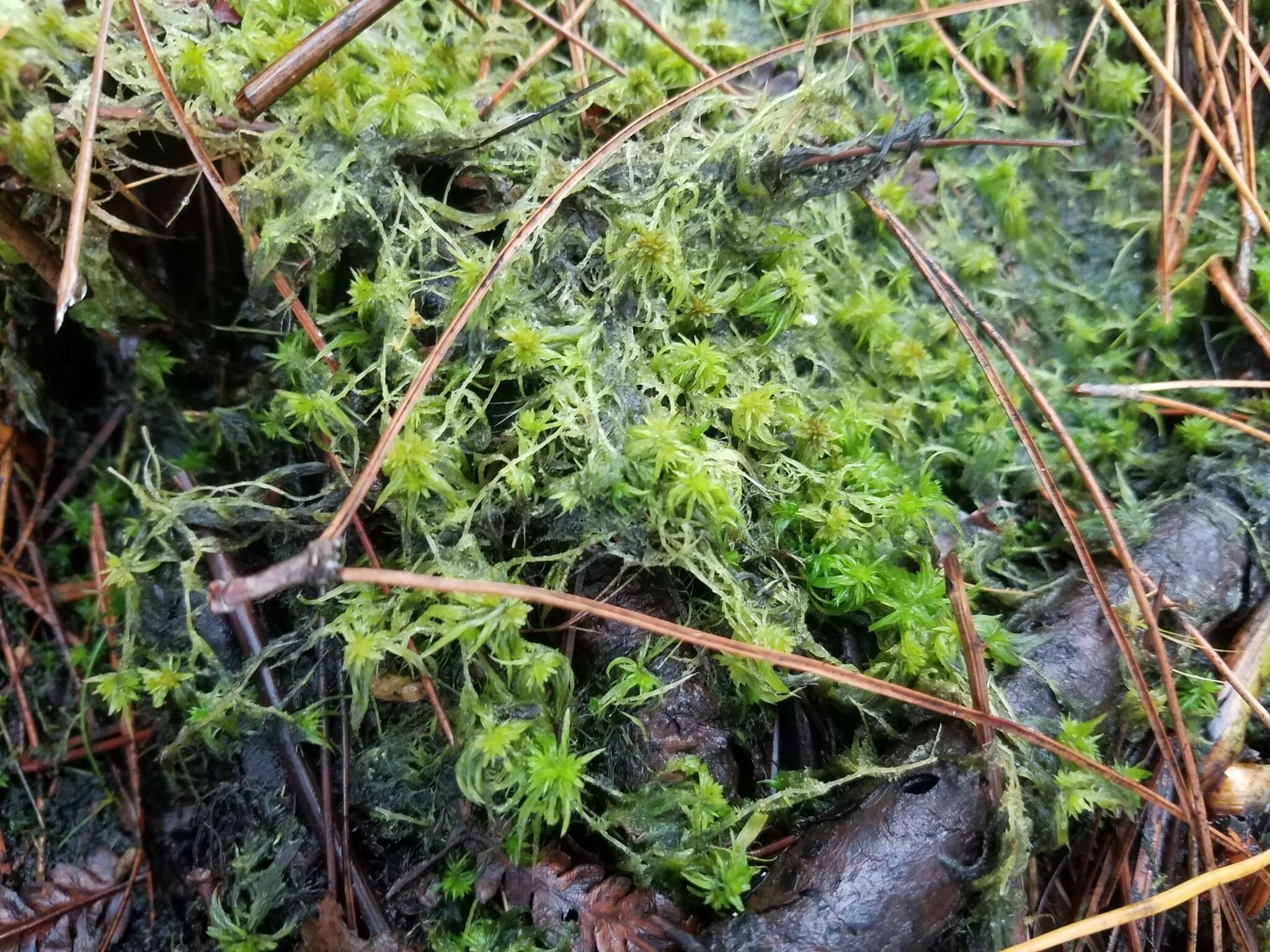 Imagem de Sphagnum cuspidatum Ehrhart ex G. F. Hoffmann 1796