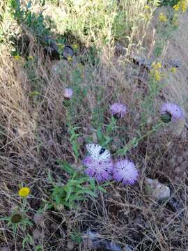 Image of Italian Marbled White