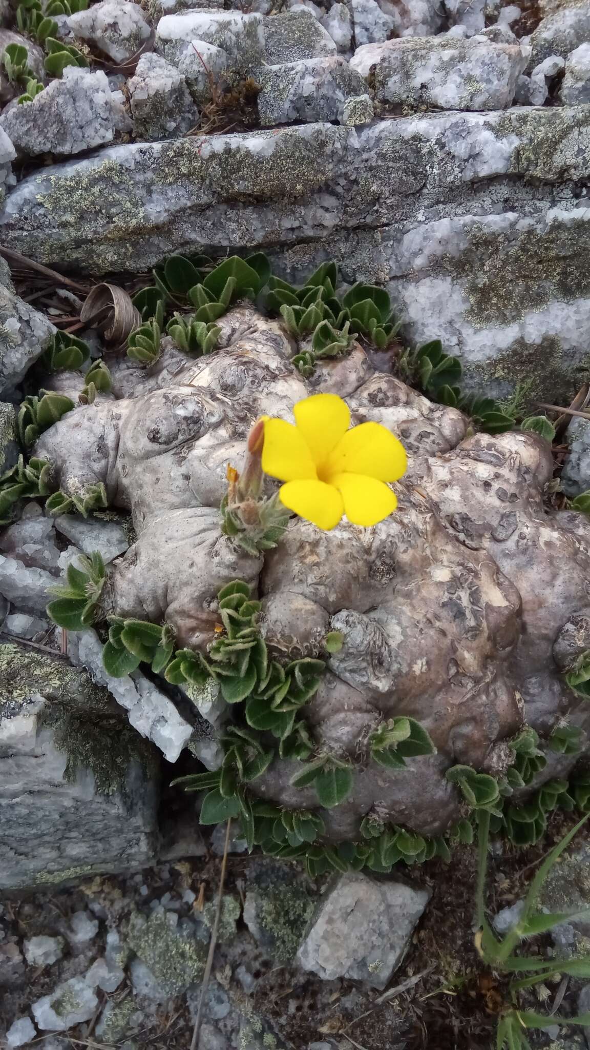 Image de Pachypodium brevicaule Baker