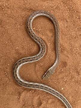 Image of Link-marked Sand Snake