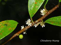 Image of Myrsine stolonifera (Koidz.) E. Walker