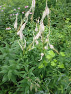 Image of Culver's root