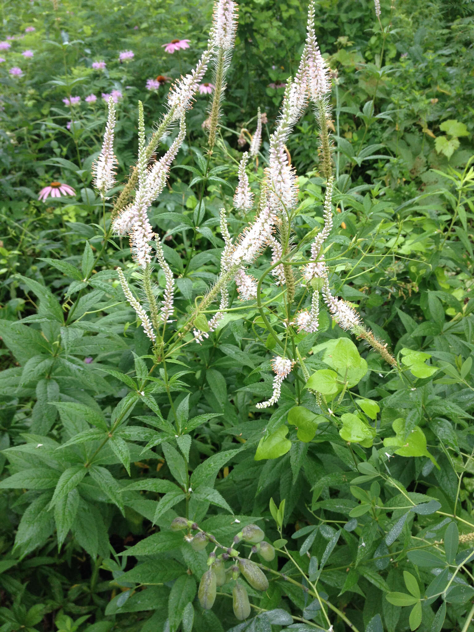 Image de Veronicastrum virginicum (L.) Farw.