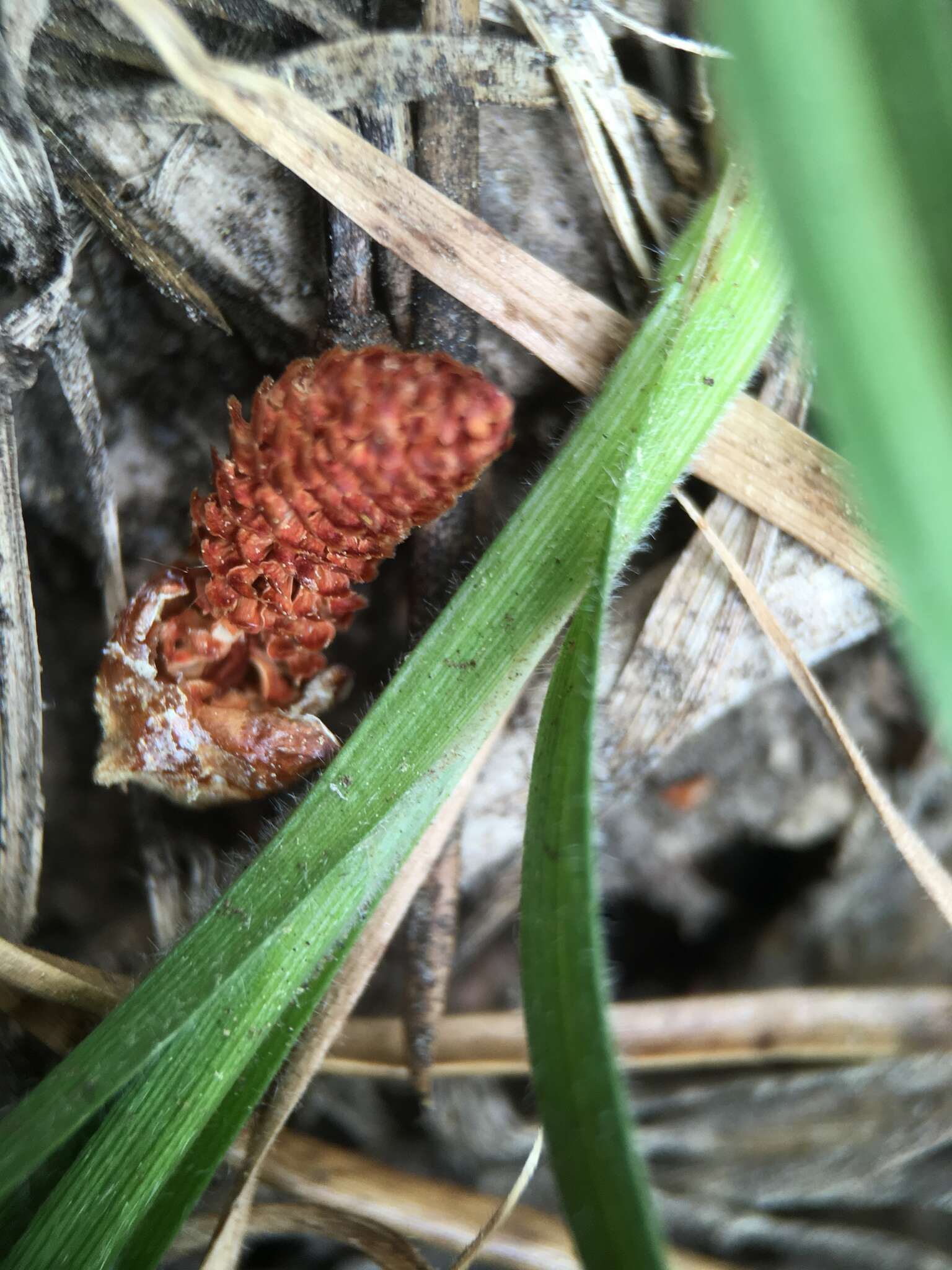 Image of Whitney's sedge