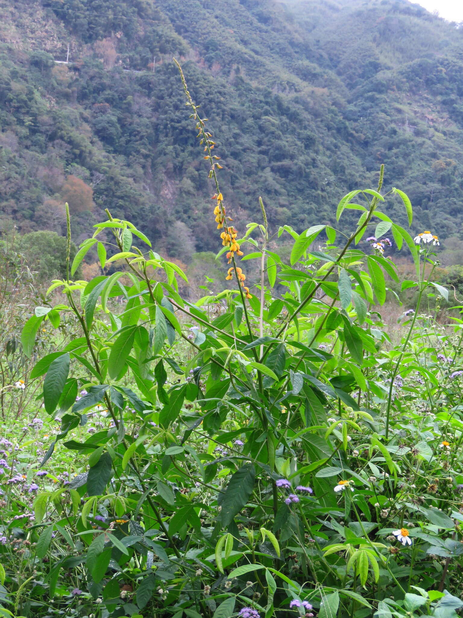 Image of West Indian rattlebox