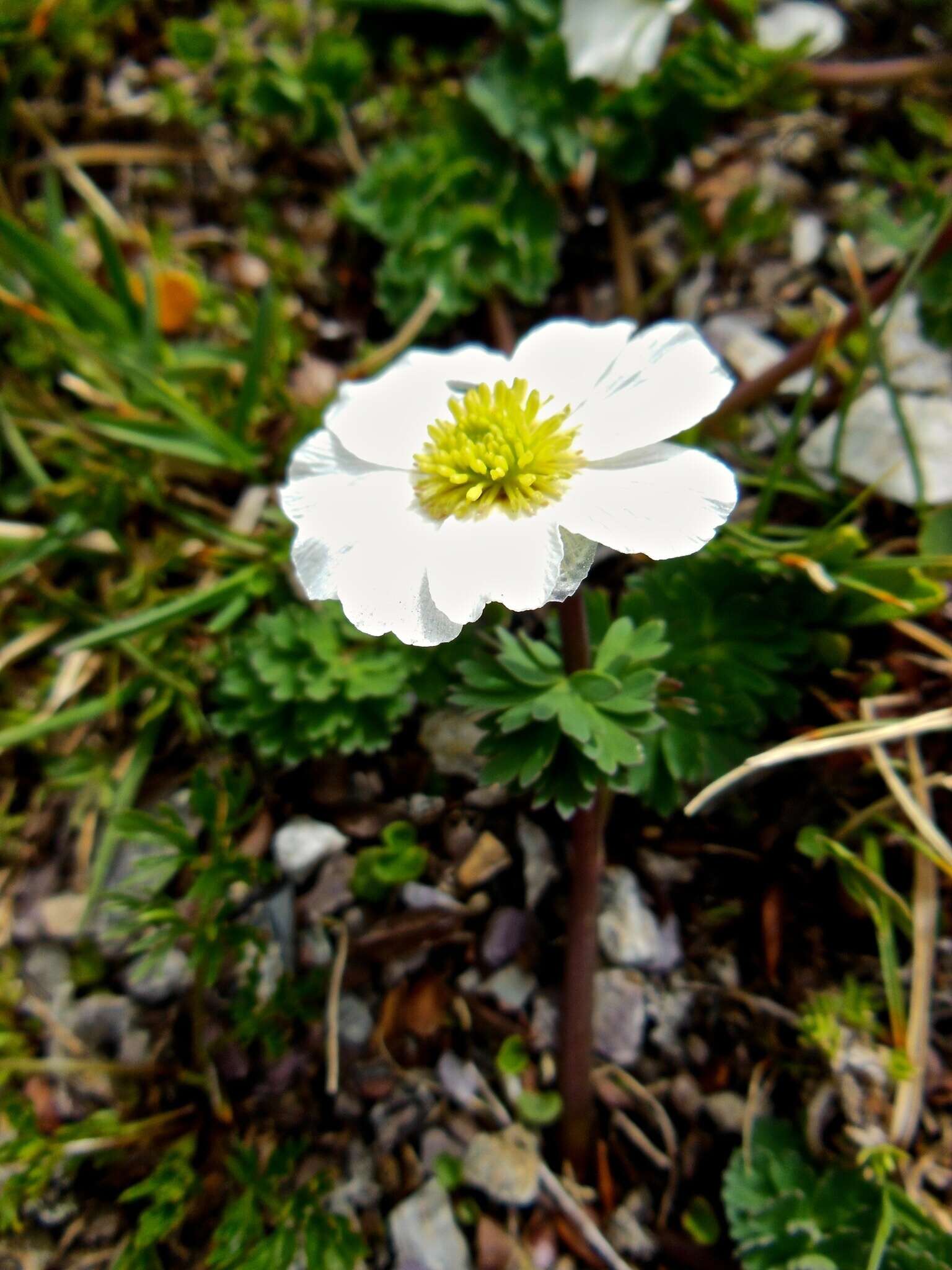 Image of Callianthemum coriandrifolium Rchb.