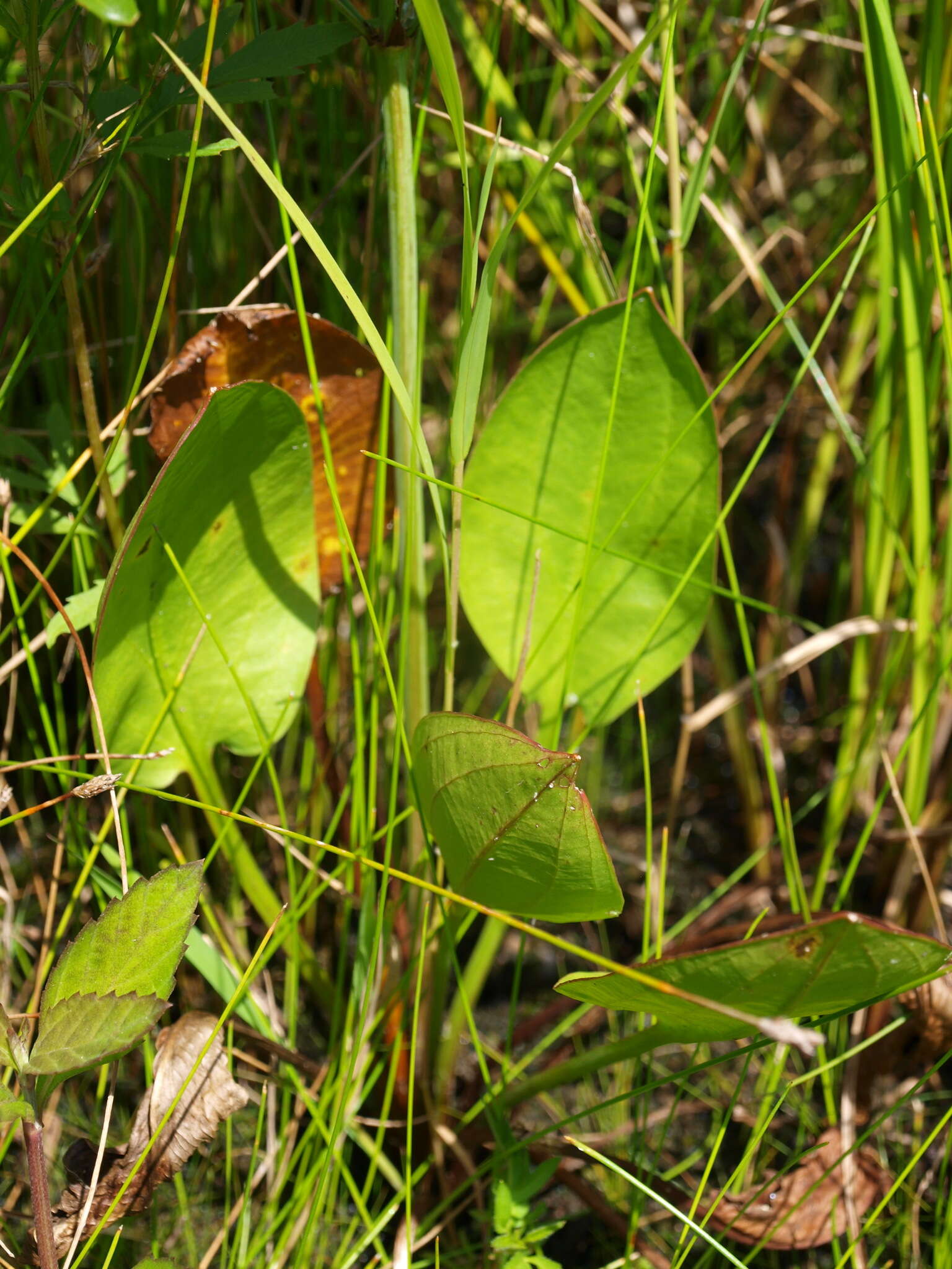 Image of American water plantain