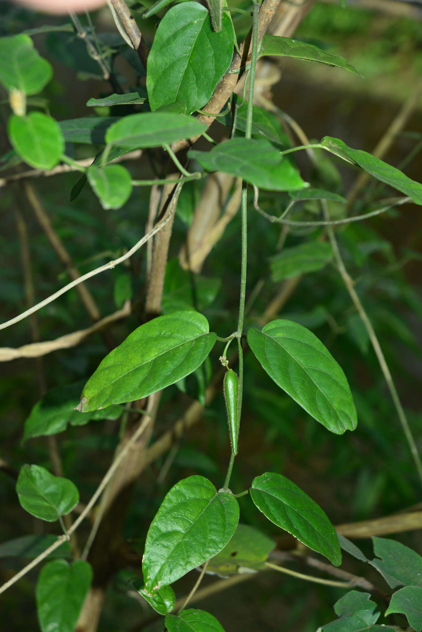 Image of Marsdenia tinctoria R. Br.