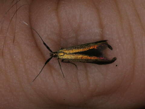 Image of Case-bearer moth