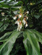 Слика од Hedychium spicatum Sm.