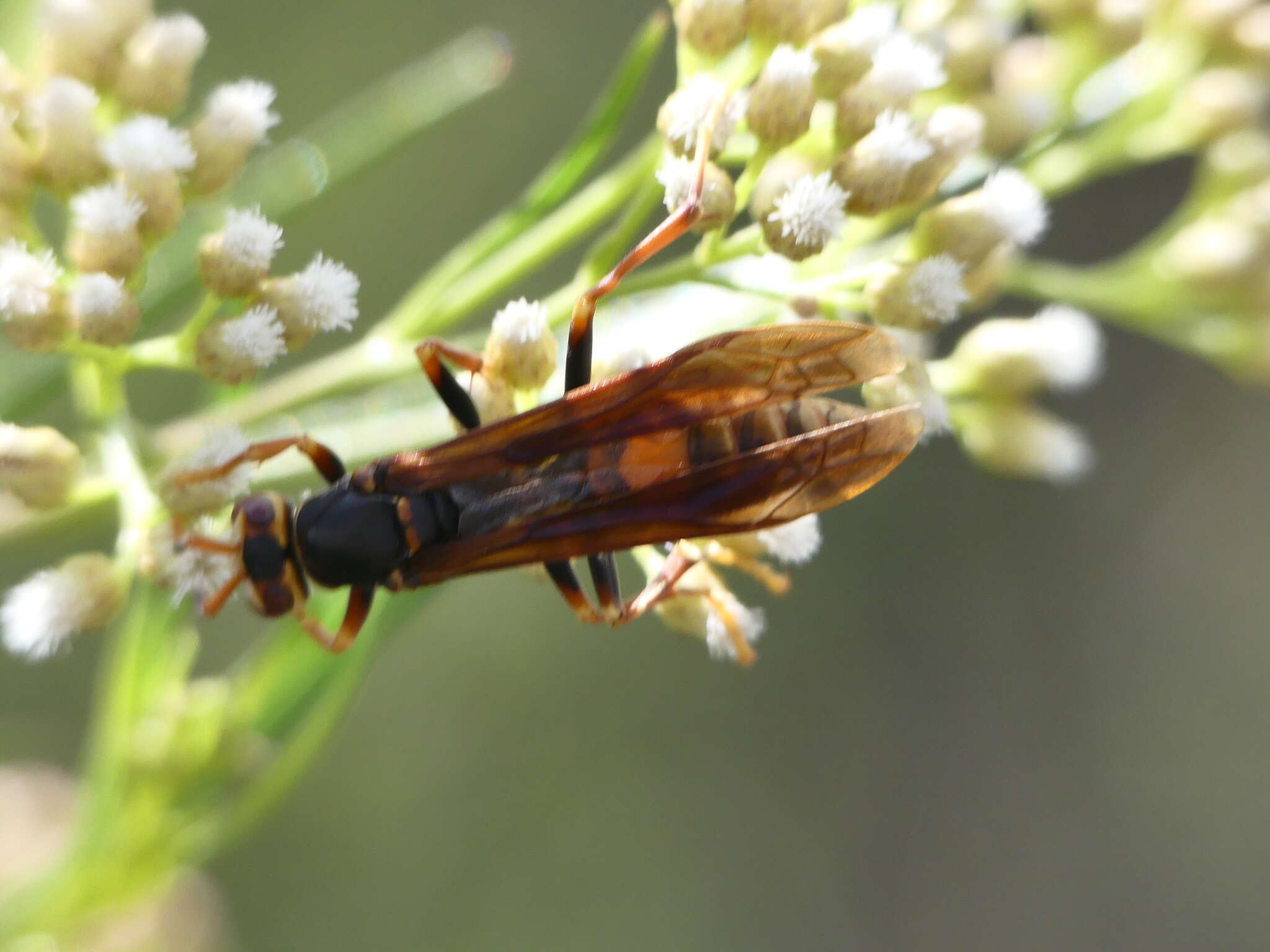 Image of Polistes buyssoni Brethes 1909