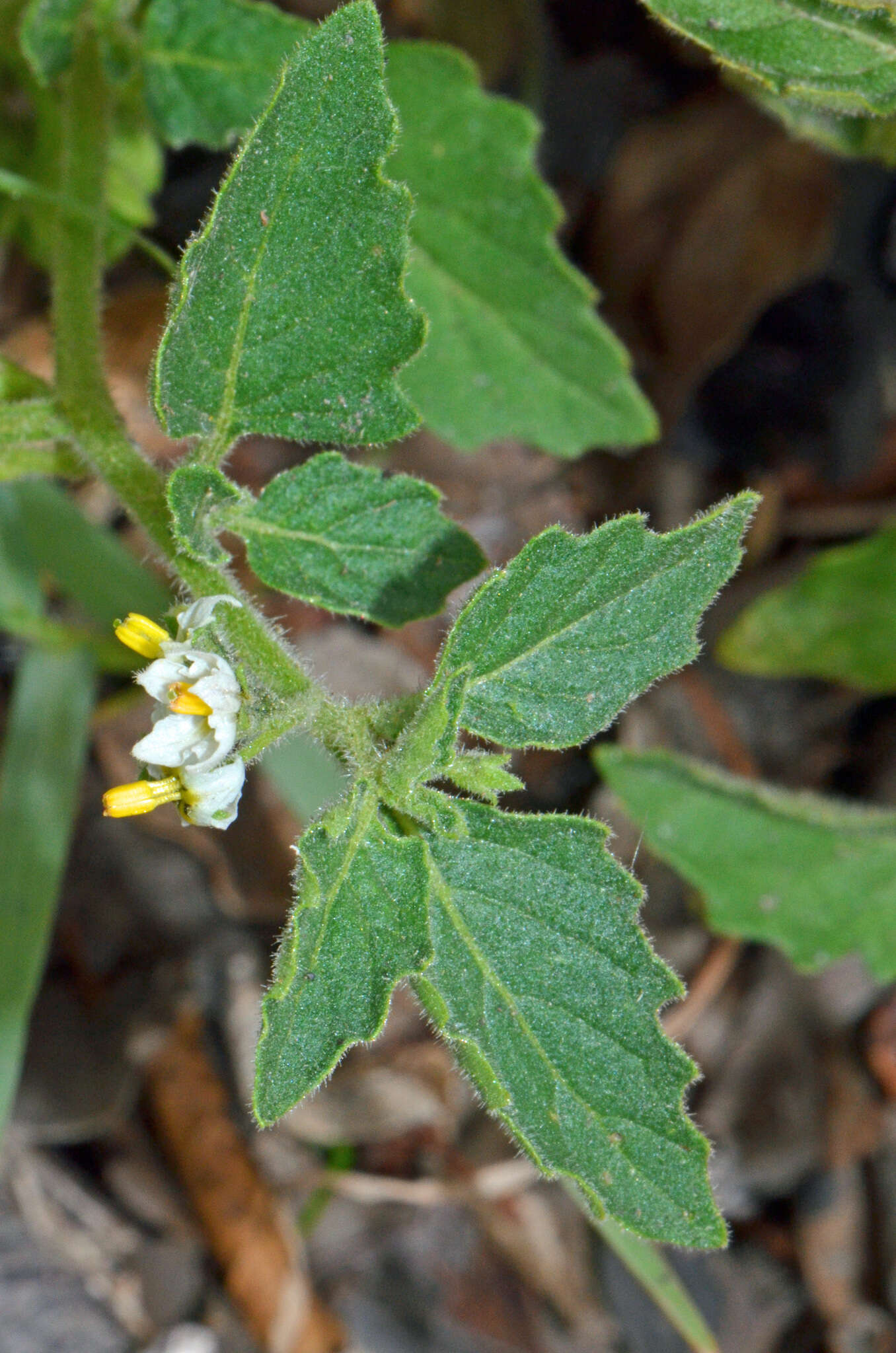 Imagem de Solanum physalifolium var. nitidibaccatum (Bitter) J. M. Edmonds