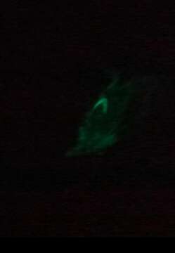 Image of Bermuda fireworm