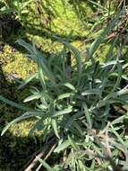 Image of Helichrysum chrysargyrum Moeser