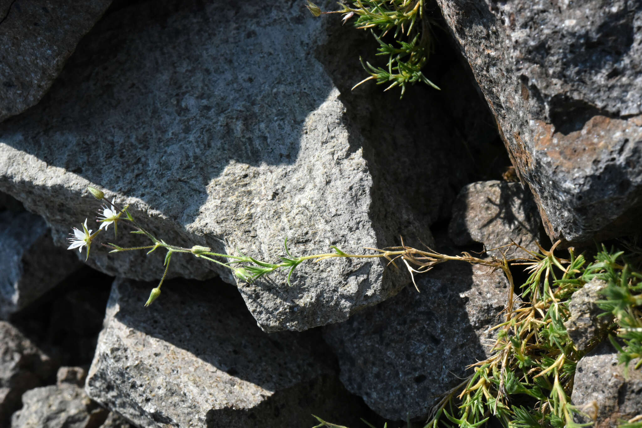 Image of brittle sandwort