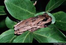 Image of Pine Woods Treefrog