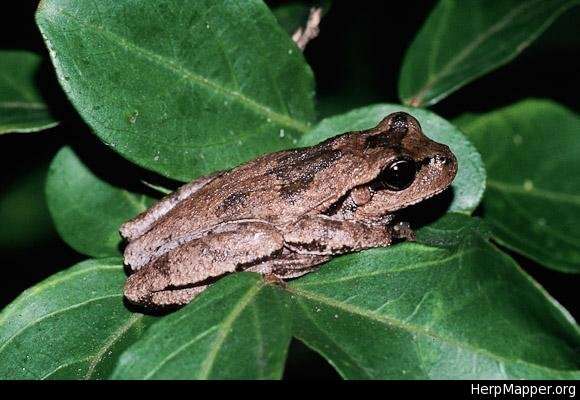 Image of Pine Woods Treefrog