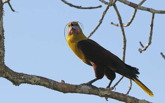 Image of Amazonian Oropendola