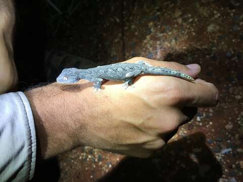 Image of Northern Spiny-tailed Gecko