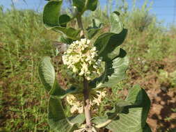 Imagem de Asclepias arenaria Torr.