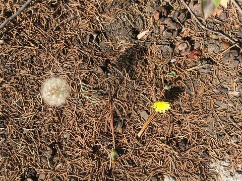 Image of Taraxacum hybernum Stev.