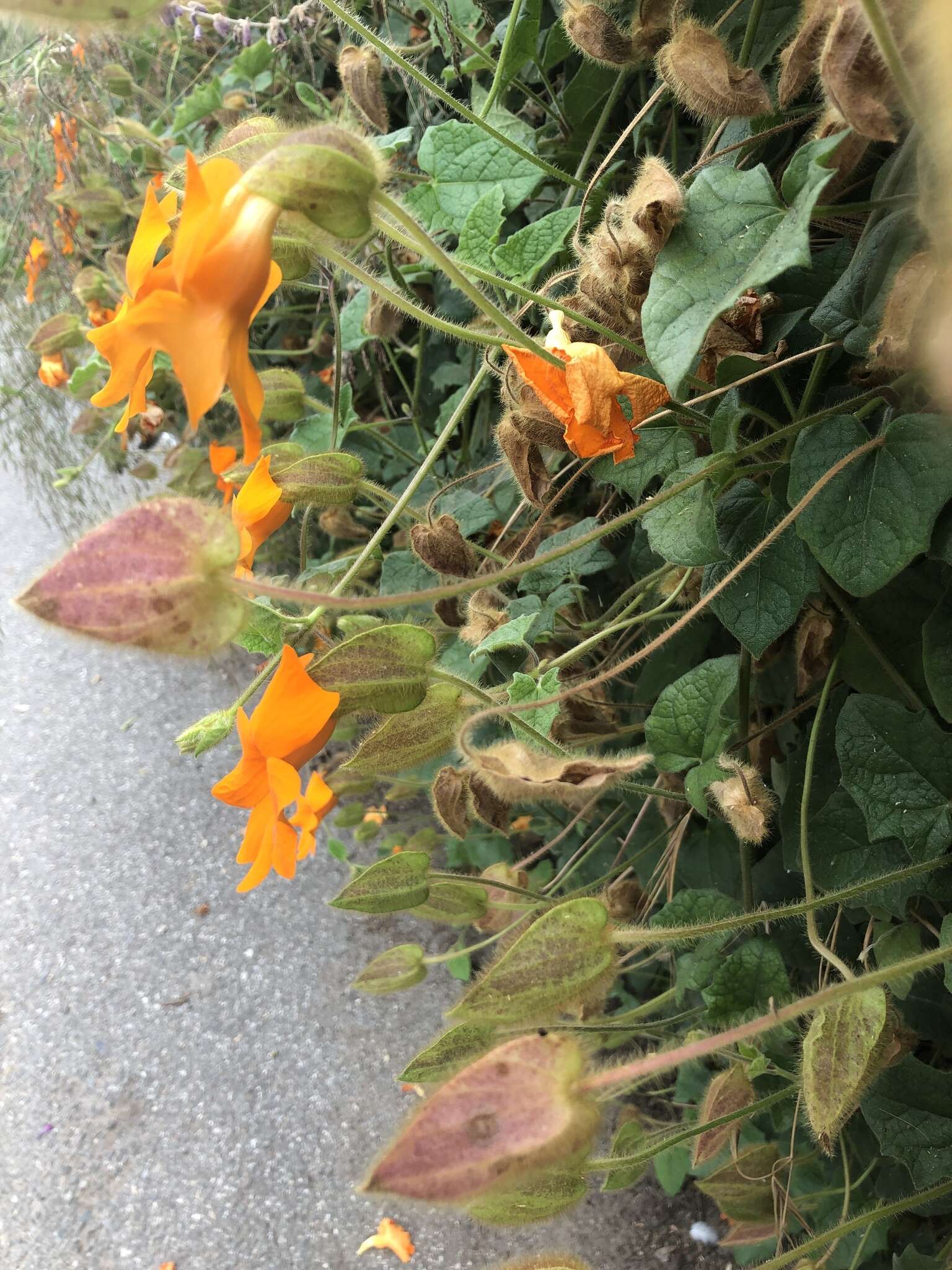 Image of Thunbergia gregorii S. Moore