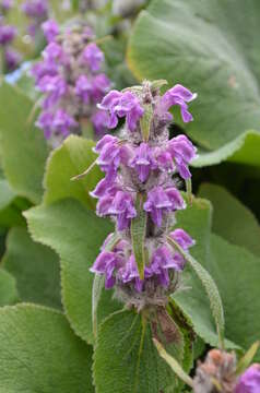 صورة Phlomoides oreophila (Kar. & Kir.) Adylov, Kamelin & Makhm.