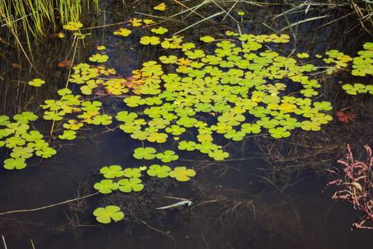 Image of Marsilea macrocarpa Presl