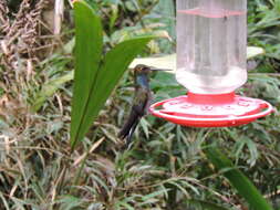 Image of Rufous-gaped Hillstar