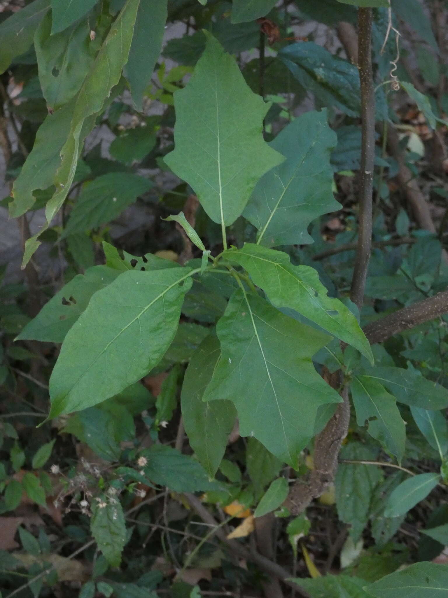 Image of Solanum bonariense L.