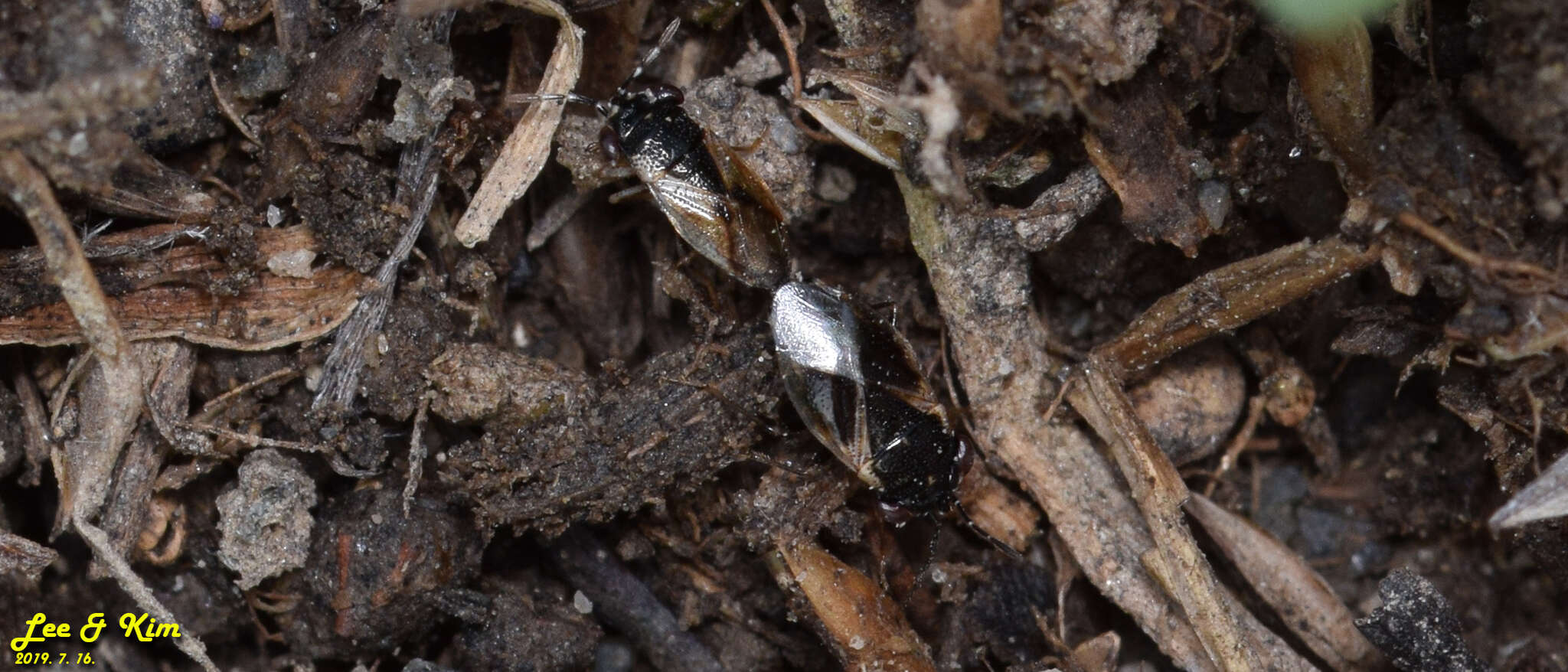 Image of <i>Geocoris pallidipennis</i>