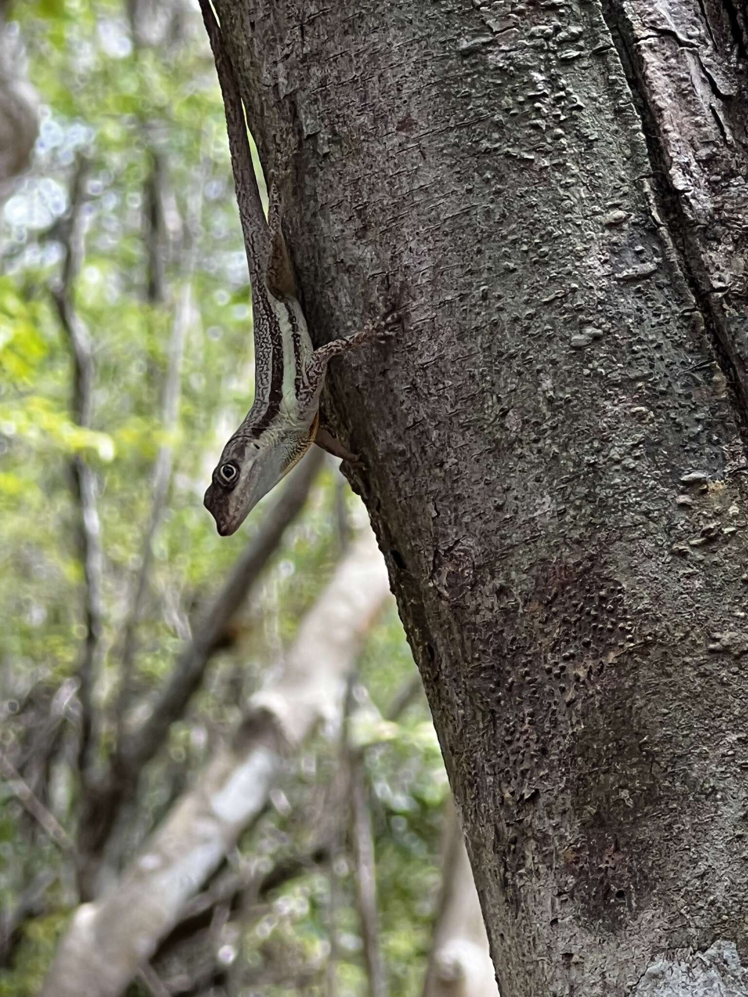 Image of Bluefields Anole