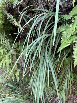 Imagem de Machaerina mariscoides (Gaudich.) J. Kern