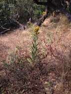 Image of California goldenrod