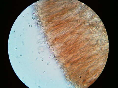 Cylindrobasidium laeve (Pers.) Chamuris 1984 resmi