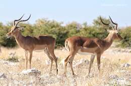 Image of Black-faced Impala