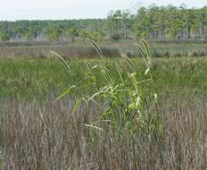 Image of Giant Bristle Grass