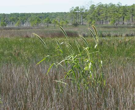 Image of Giant Bristle Grass