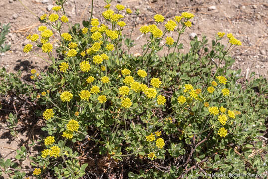 Imagem de Eriogonum umbellatum var. furcosum J. L. Reveal