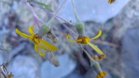 Image of Senecio platypus Greenm.