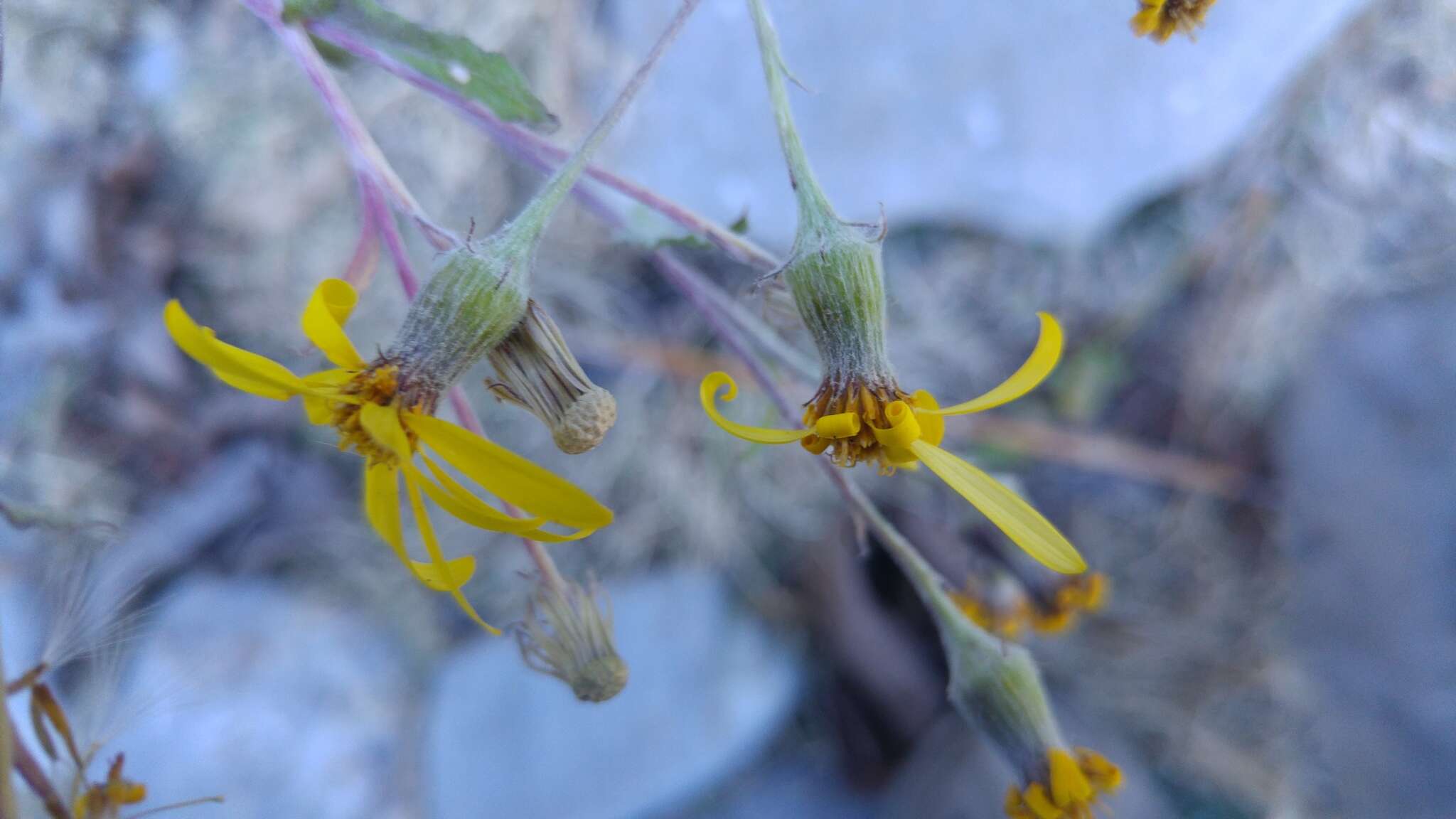 Image of Senecio platypus Greenm.