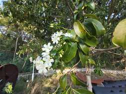 Image de Cordia gerascanthus L.