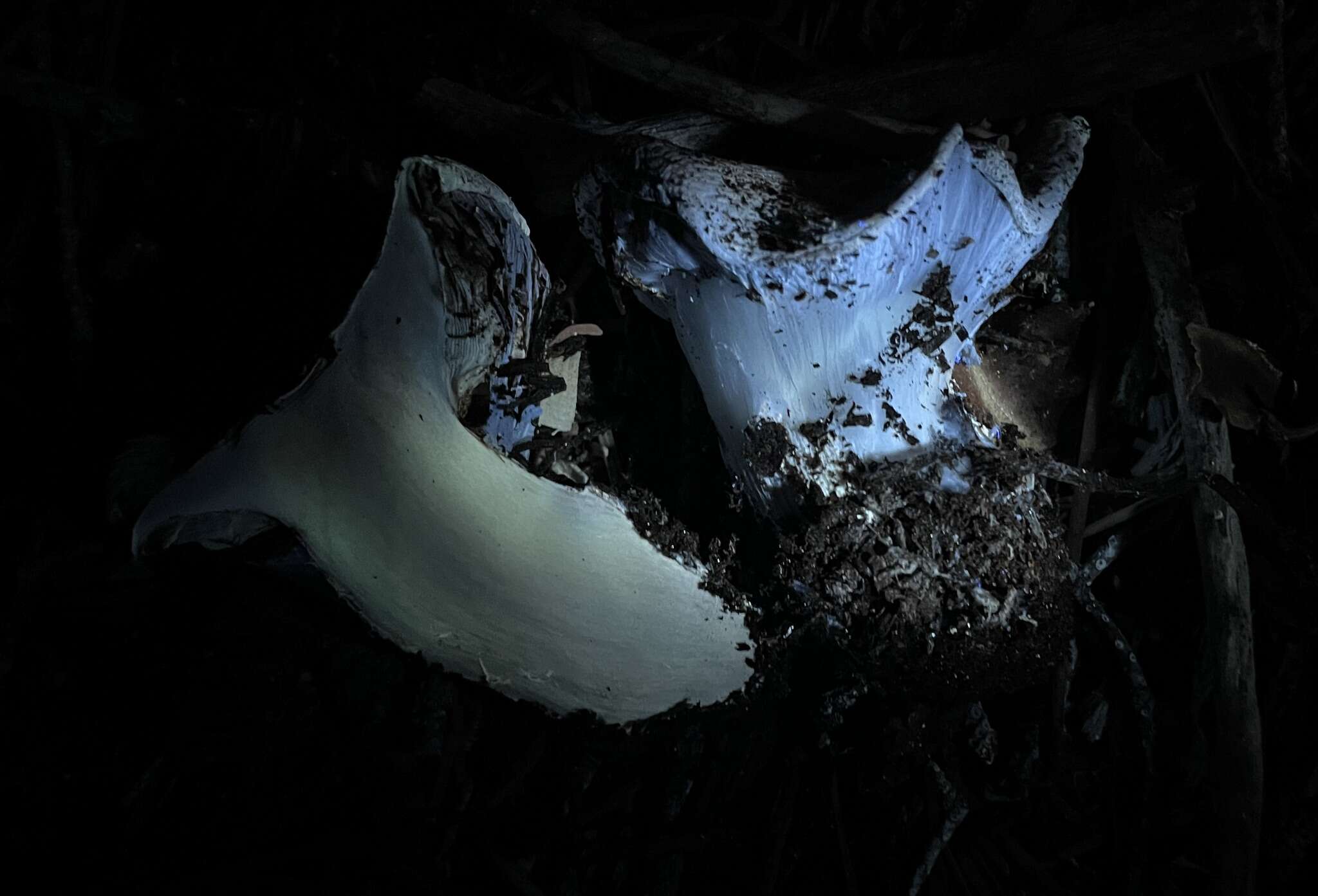 Image of Cortinarius magnivelatus Dearn. ex Fogel 1995