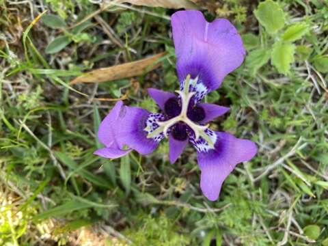 Image of Herbertia quareimana Ravenna