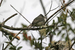 Image of Dark Pewee