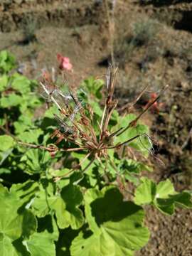 Слика од Pelargonium inquinans (L.) L'Her.